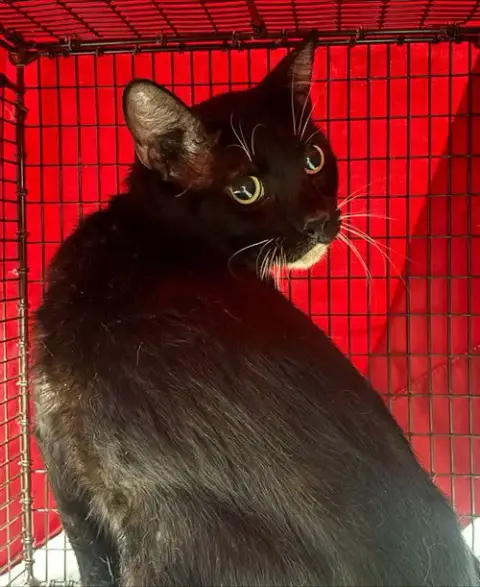Meatball
