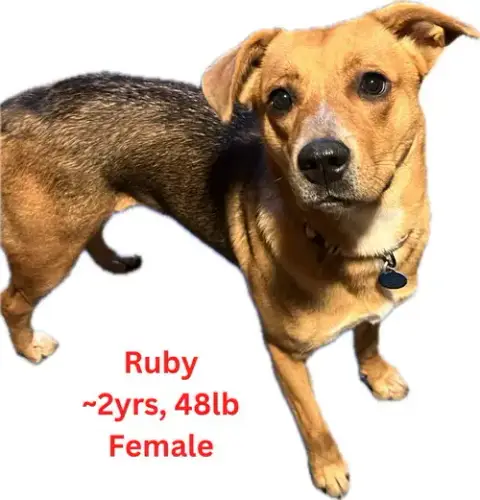 Ruby photo 3
