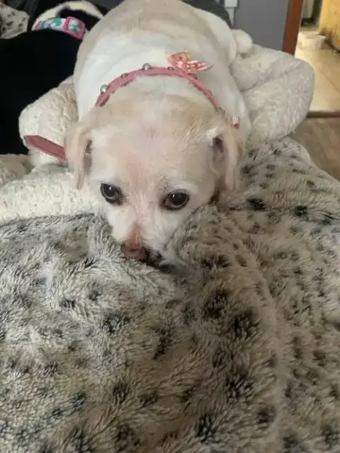 Mabel photo 2