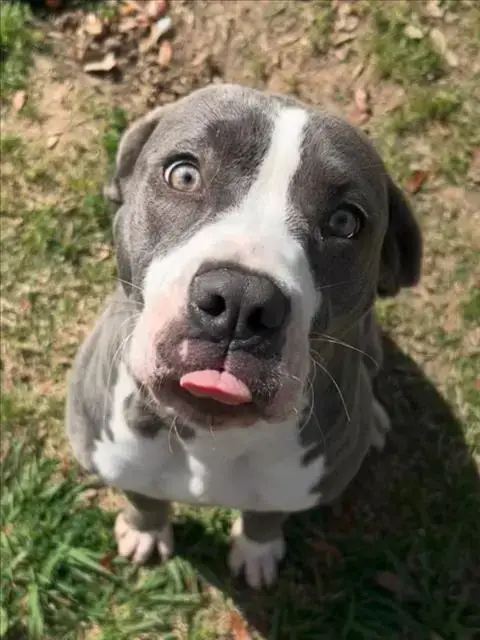 Belle