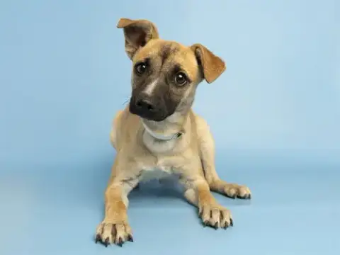 Mia