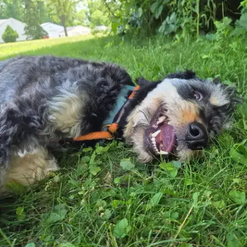 Odin photo 4