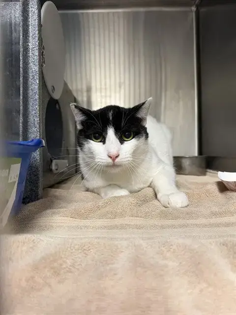 Mozzarella