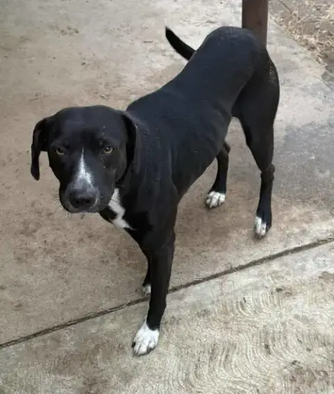 Domino