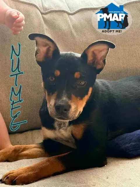 Nutmeg