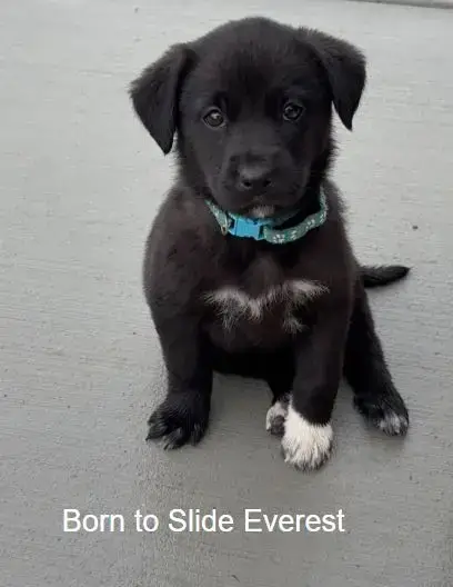 Born To Slide Everest