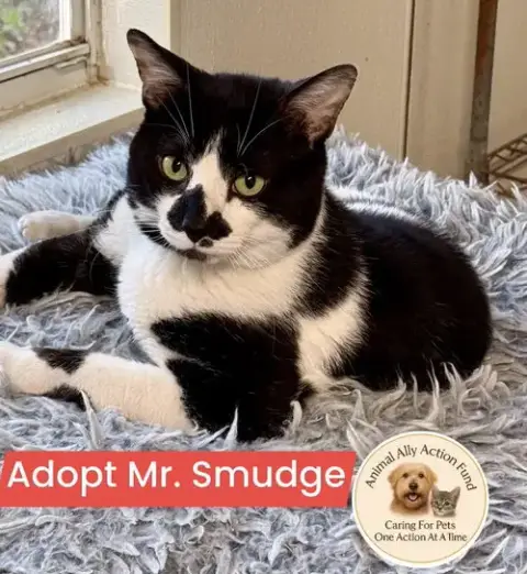 Mr. Smudge