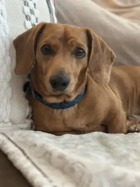 Brodie photo 2