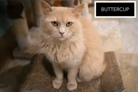 Buttercup: Dlh/Dmh photo 2