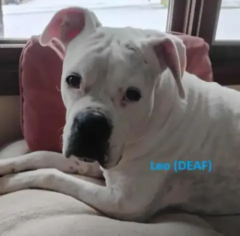 Leo photo 3