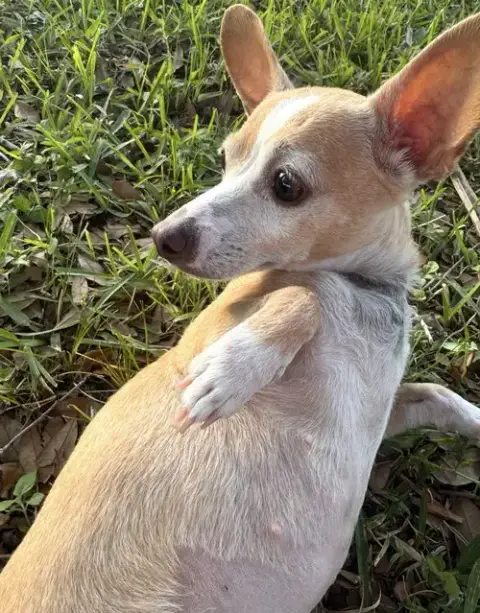Bubbles- Those Ears! photo 2
