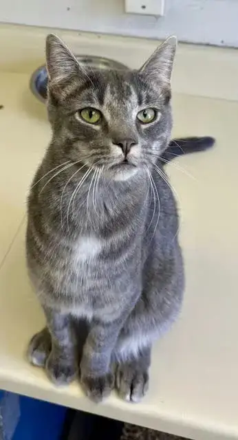 Loki