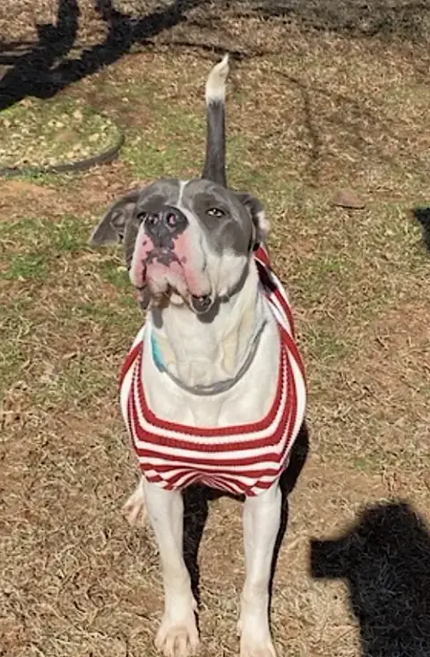 Huckleberry photo 4