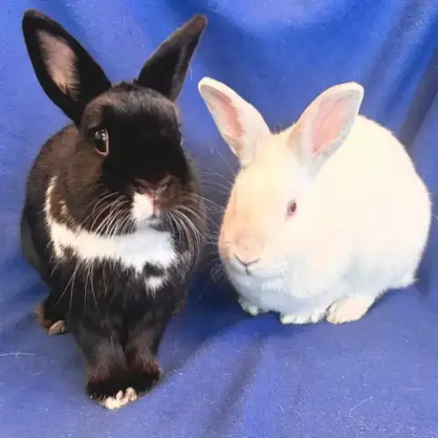 Yuki & Beni