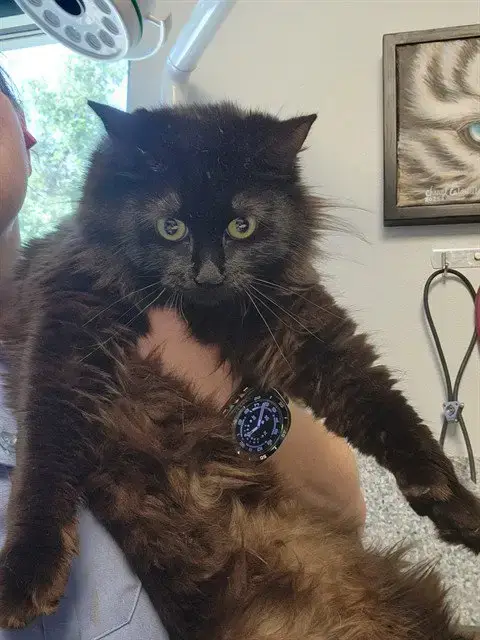 Willow