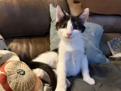 Purrducken photo 4