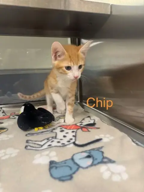 Chip