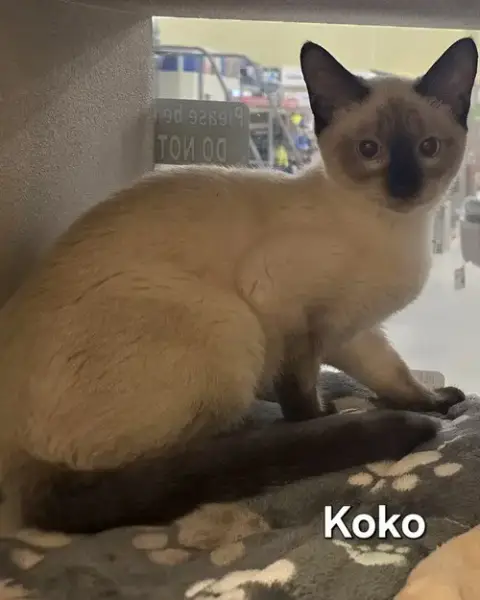 Koko