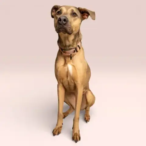 Nala