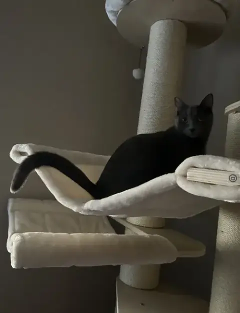 Cayenne photo 3