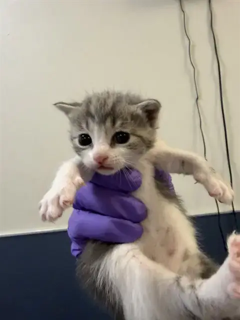 Gatito 3