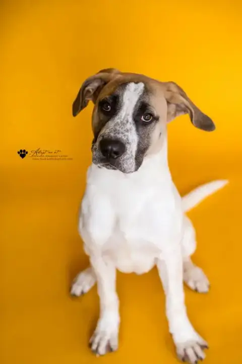 Dash- Diamond Dog $75 Adoption Fee! photo 4