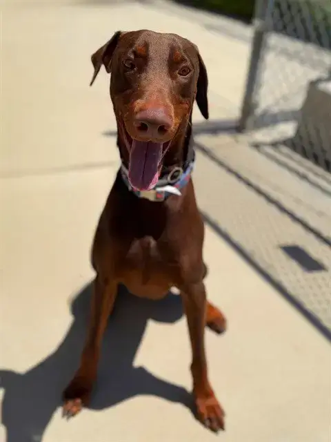 Vinnie