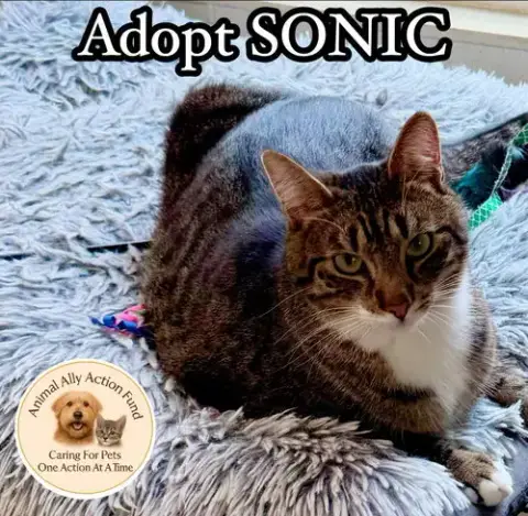 Sonic