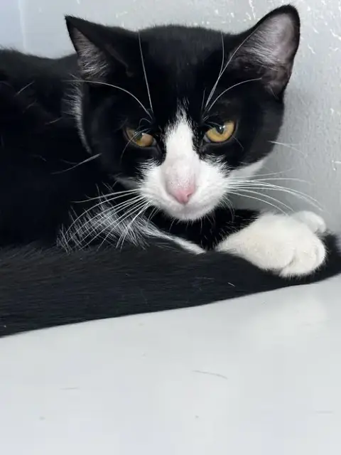 Prissy