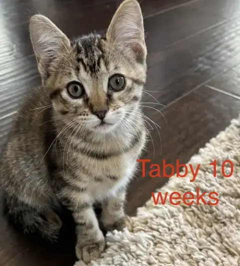 Tabby L photo 2