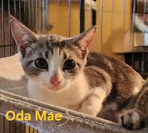 Oda Mae photo 4