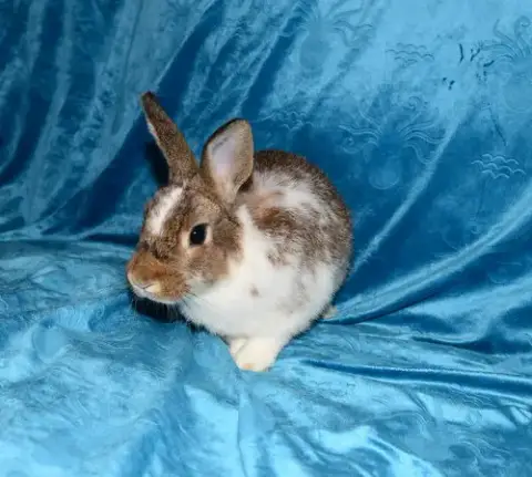 Manny photo 3