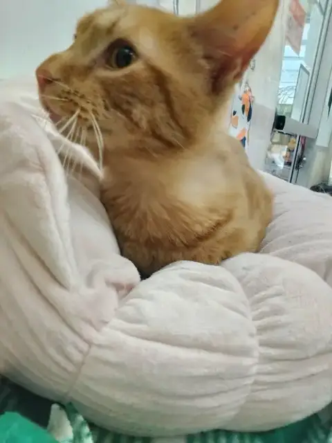 Mr. Milo photo 2