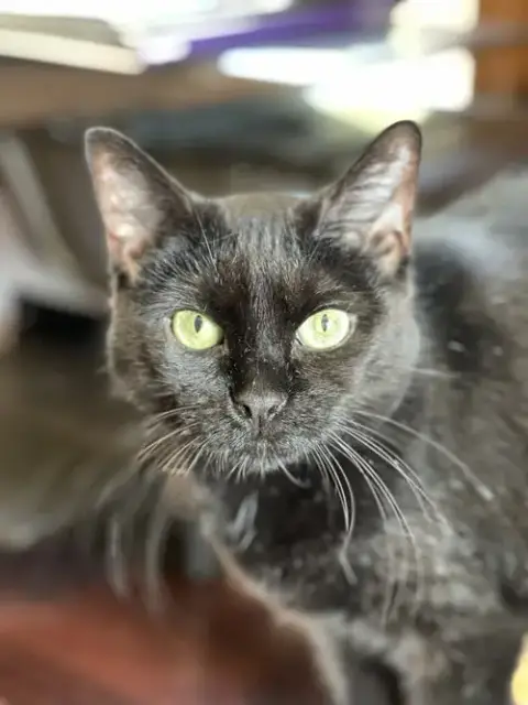 Sabrina