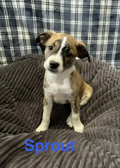 Sprout