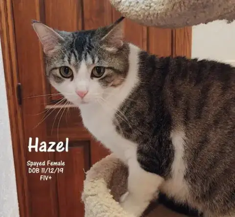 Hazel photo 5
