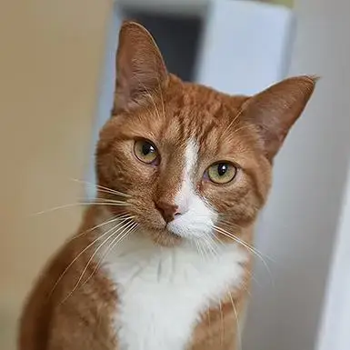 Koda