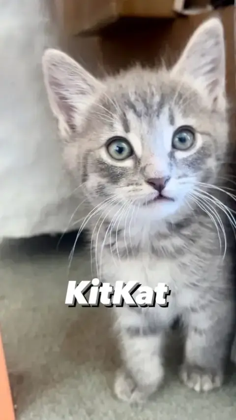 Kitkat photo 5