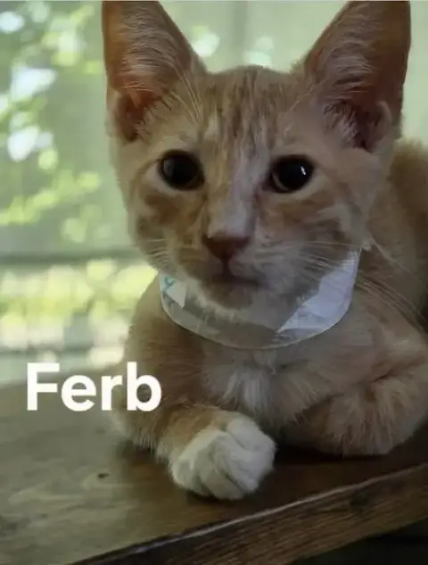 Ferb photo 3