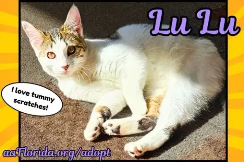 Lulu