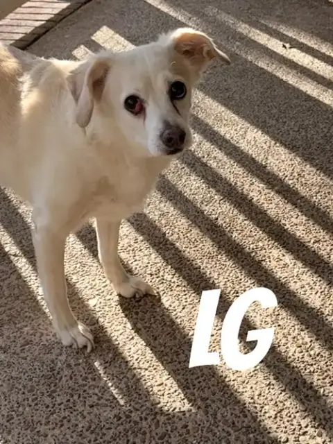 Lg photo 4