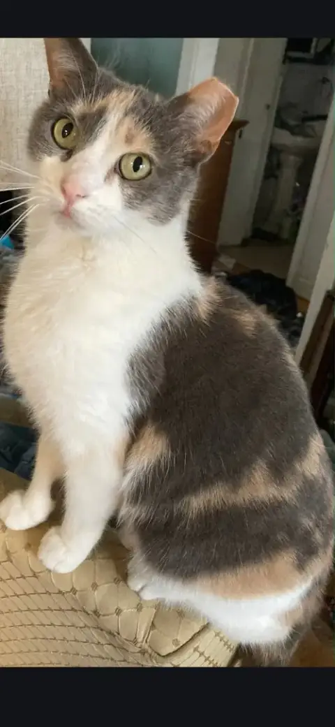 Pebbles