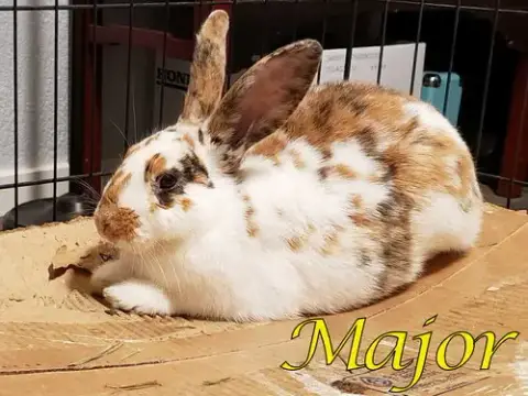Major