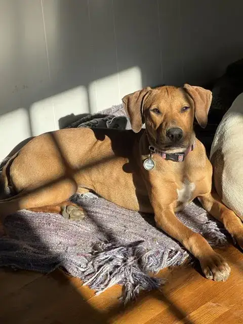 Remington