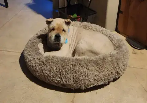 Chowder photo 3