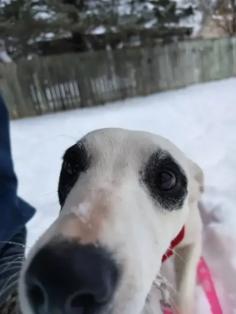Daisy3 photo 5