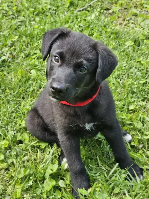 Puppy Frejo photo 4