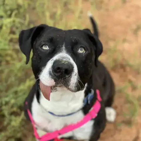Eloise