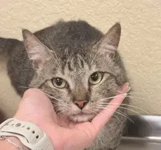 Meowy