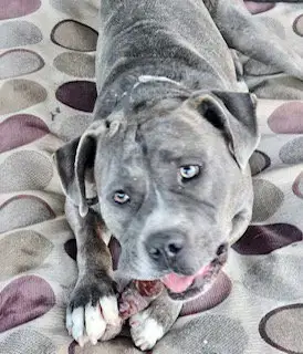 Jaxx photo 2